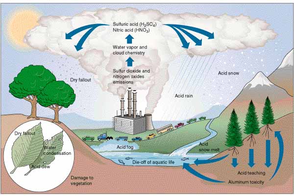 Pluies acides – Chantiers de Sciences