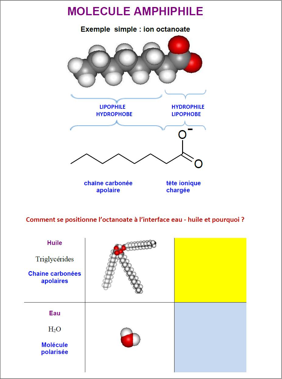amphiphile