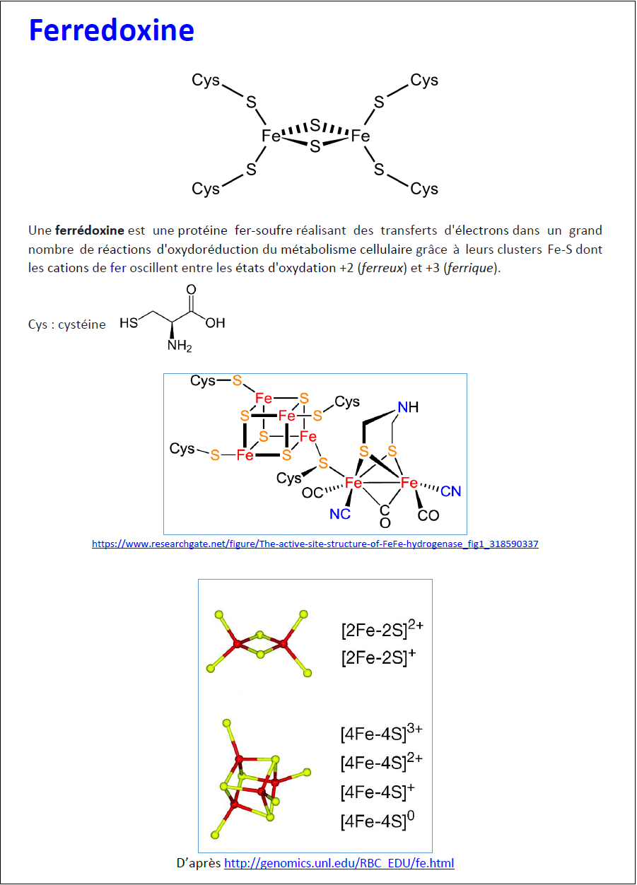 ferredoxine