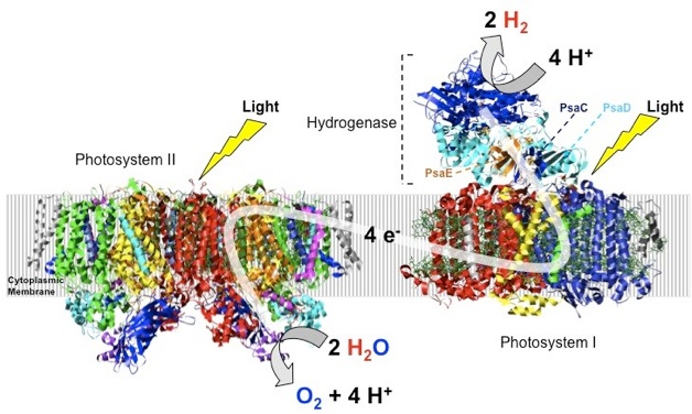 PS-Hydrogenase
